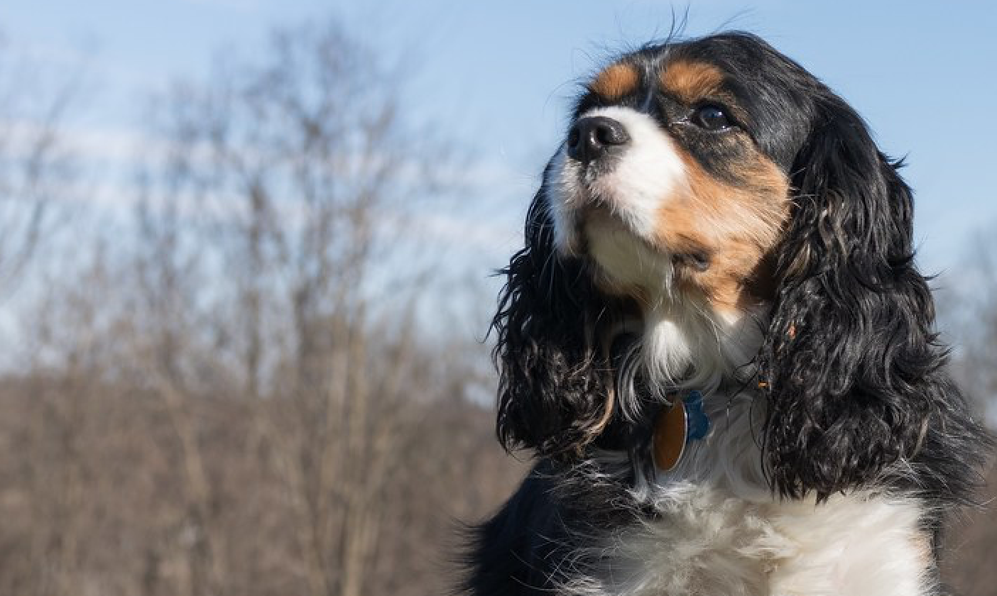 dog img